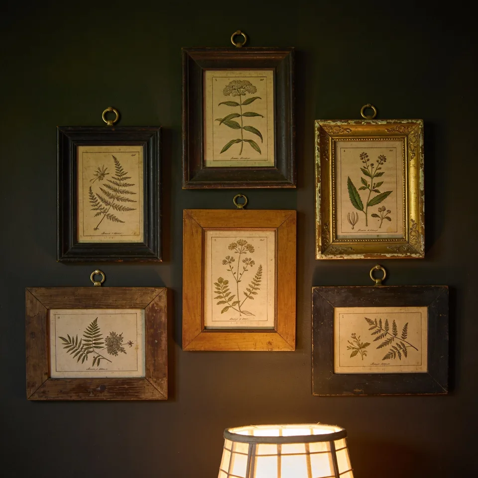 Six mismatched old frames — dark wood, honey oak, one softly worn gilt — holding aged botanical engravings, clustered on a deep green wall in low lamplight